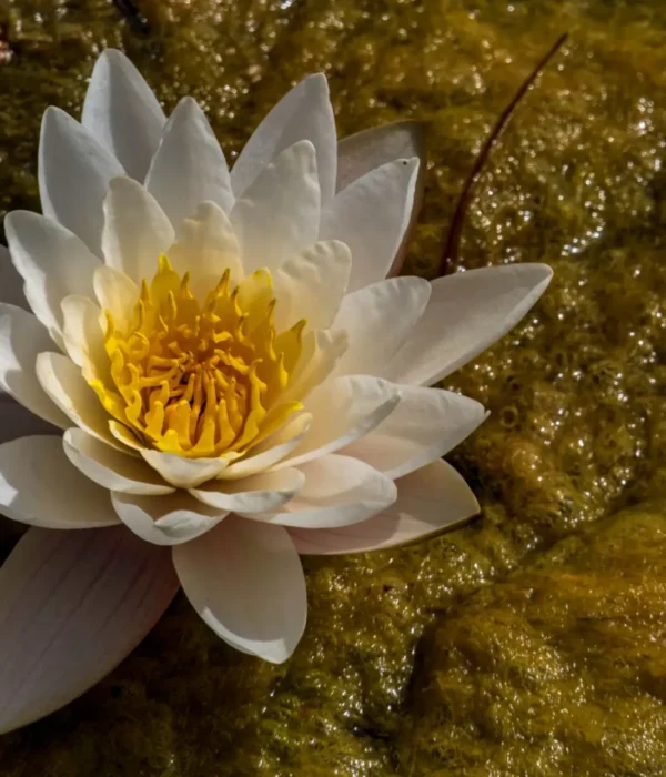 Water lily in natural habitat
