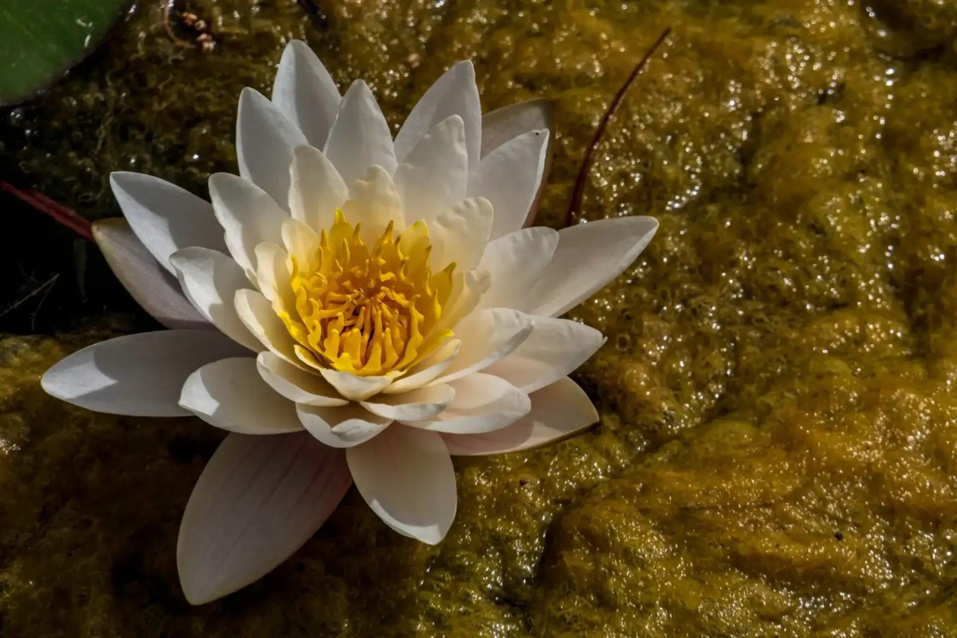 Water lily in natural habitat
